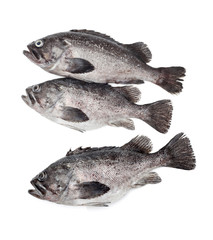 Fresh Grouper on white background 
