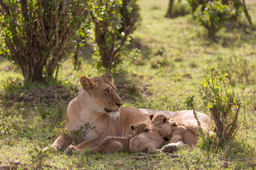 lioness nursing young cubs
