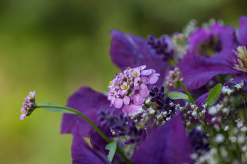Close Up Of Purple Flowers In A Garden