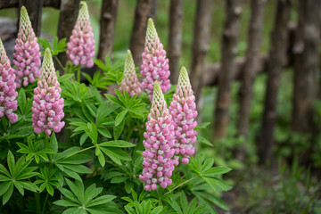 Pink Lupines In A Country Garden