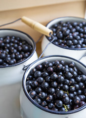 Harvest: blackcurrant berries in white cans