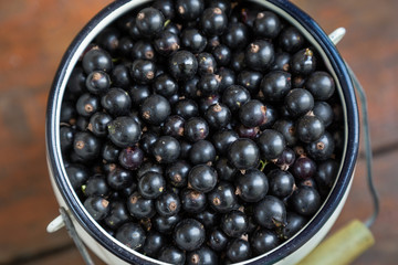 Harvest: blackcurrant berries in a white metal can. Top view