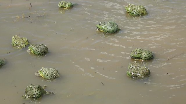African giant bullfrogs (Pyxicephalus adspersus) mating and fighting in shallow water, South Africa