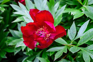 One large delicate dark red peony flower in shadow with blurred green leaves background in a garden in a sunny spring day