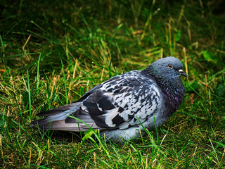 Rock pigeon.