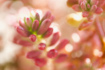 Sedum rubrotinctum 'Aurora' セダム「オーロラ」