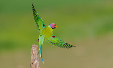 Plum headed Parakeet