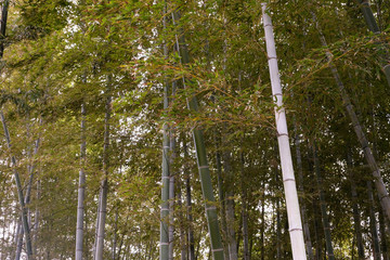Japanese bamboo garden