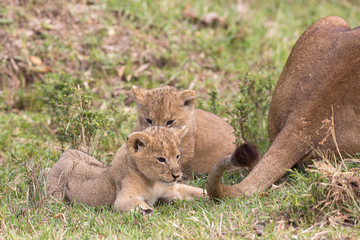 lion cub playing with mother's tail