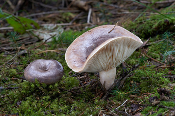 Wild northern milk-cap Lactarius trivialis in the spruce forest. Inedible mushroom with purple cap in the moss. Autumn time in the forest.