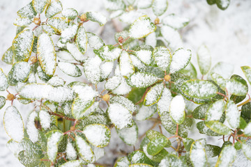 Green plants damaged by sudden snow