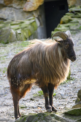 a himalaya tahr in high mountain