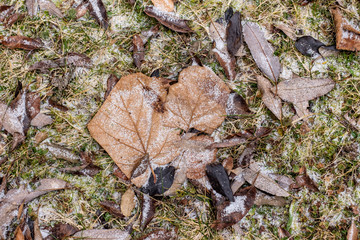 Blätter mit Raureif in frostigem Gras