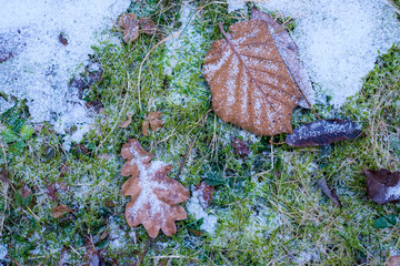 Kaltes Herbstmotiv: Blätter mit Raureif in frostigem Gras