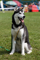  Portrait of female siberian husky on dog show