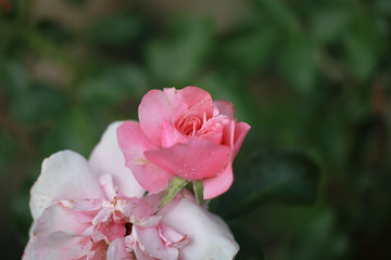 Art photo rose petals isolated on the natural blurred background. Closeup. For design, texture, background. Nature.