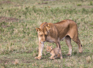 Lioness walking with very young cub