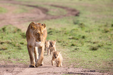 lioness walking with three young cubs