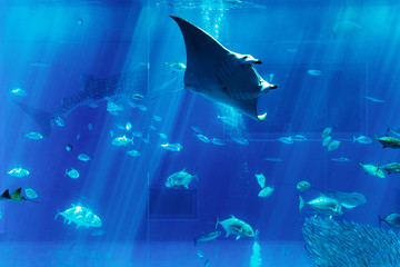 巨大水槽の魚たち © mtaira