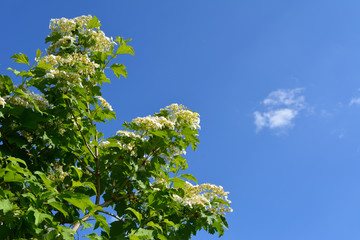 Viburnum bush with white flowers and green leaves on the background of blue sky with white cloud. Spring garden.