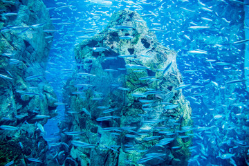 Beautiful Ocean World, Kaiyukan, Osaka, Japan