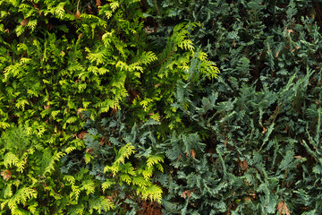Thuja occidentalis, Lebensbaum Hecke
