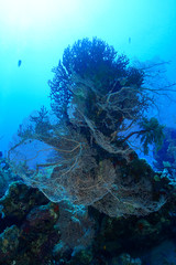 Fototapeta na wymiar Coral Reef at the Red Sea, Egypt