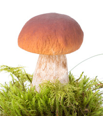 big boletus edulis isolated on white background in forest moss close up