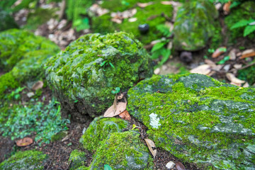 Beautiful Green world, Ishikawa, Japan