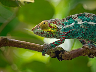 Chameleon, Chamäleon