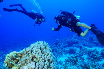 Diving the Red Sea Egypt