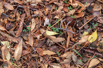 Textured Created From Brown Autumn Leaves and Chestnuts on The Ground
