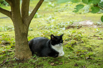 Sleeping cat under the tree, Japan