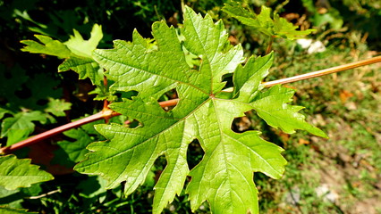 Leaves of a grape bush.