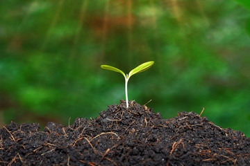 young plant in soil