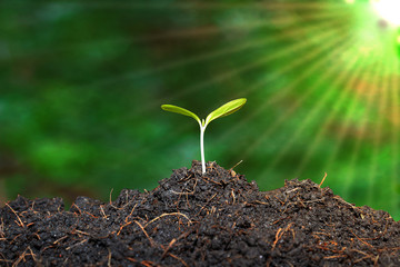 young plant in soil