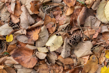 Texture Created From Autumn Leaves With SIngle Pine Cone on Top