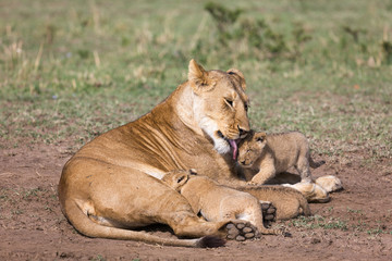 Fototapeta na wymiar Lioness nursing young cubs