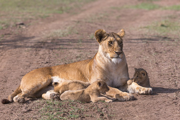 Fototapeta na wymiar Lion nursing cubs