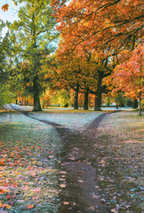 The wide hiking trail in the park breaks into two narrow ones