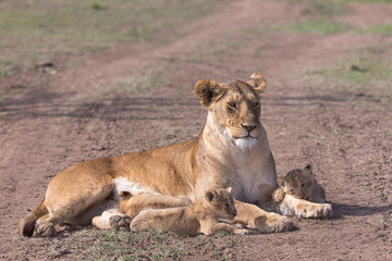 Fototapeta na wymiar Lion nursing cubs