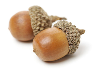acorns on white background