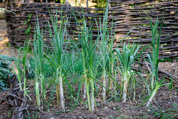Close up of fresh green leaves of leek in an organic garden in a sunny spring day, photographed with soft focus