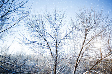 Beautiful white winter trees on snow