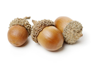 acorns on white background