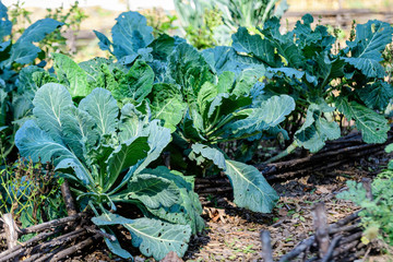 Close up of fresh green leaves of cabbage in a organic garden in a sunny spring day