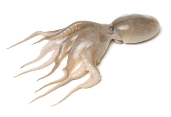 Octopus on white background