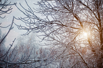 Beautiful white winter trees on snow