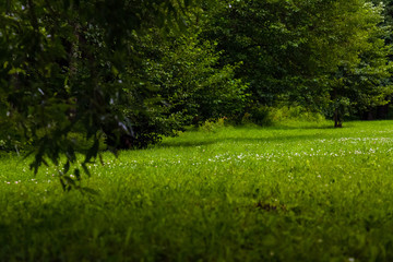 Beautiful landscape: trees and grass