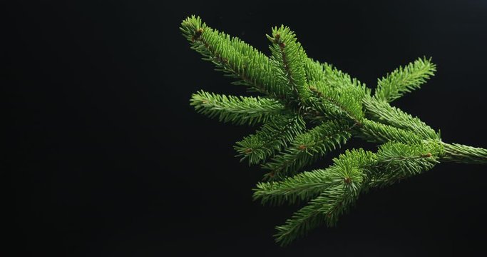 Green spruce branch on black background